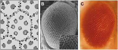 Machine Learning Representation of Loss of Eye Regularity in a Drosophila Neurodegenerative Model